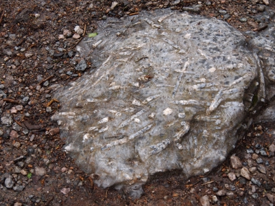 [Rock close to 2 feet in diameter containing what appears to be petrified vegetation remains.]